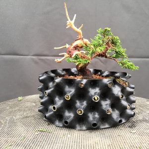 Bonsaï de type Mame en pot