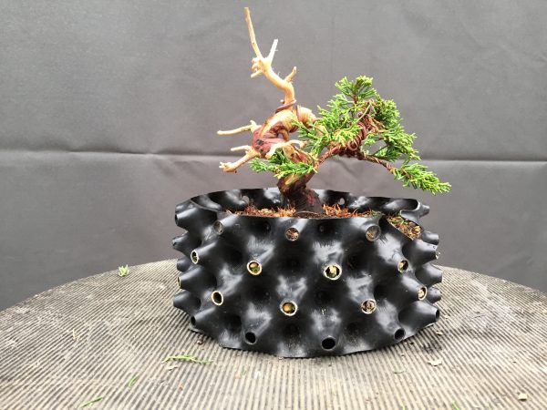 Bonsaï de type Mame en pot