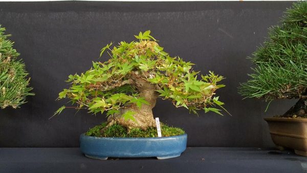 Bonsaï de type Mame en pot
