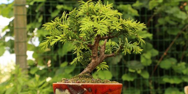 Photo d'un taxus en pot