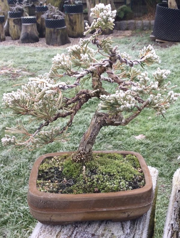 Bonsaï de type Mame en pot