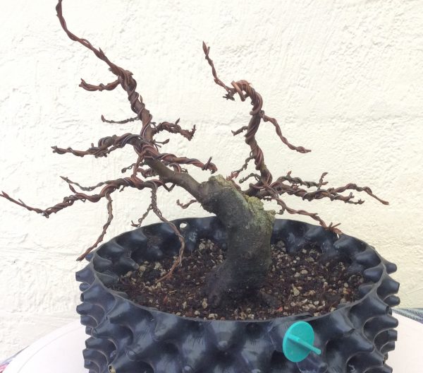 Photo d'un bonsaï de type mame avec des ligatures