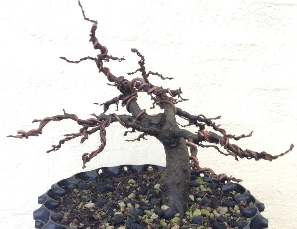 Photo d'un bonsaï de type Mame avec des ligatures