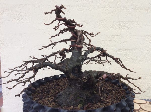 Photo de bonsaï en pot pour l'atelier Premier Pas