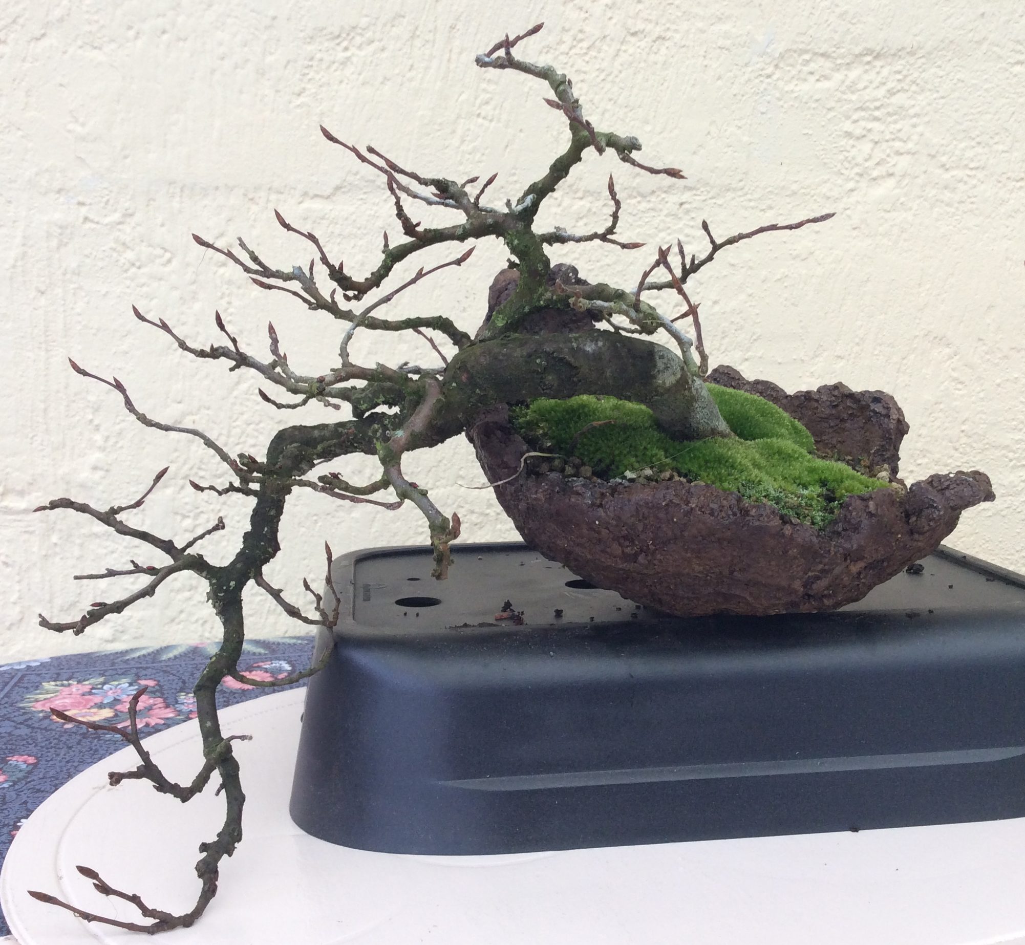 Photo de bonsaï en pot pour l'atelier Premier Pas