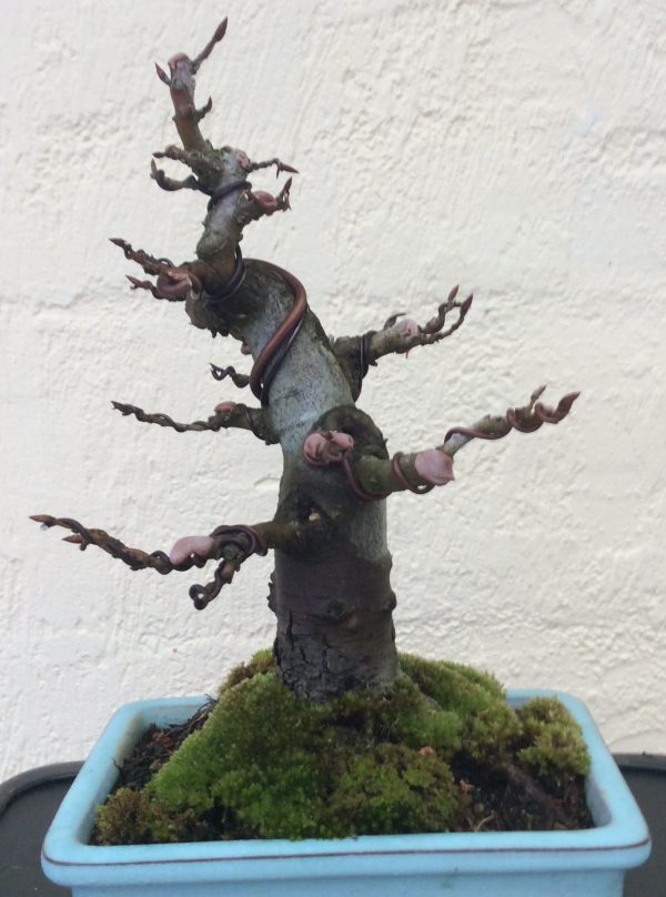 Photo de bonsaï en pot pour l'atelier Premier Pas