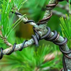 Photo de ligature sur un pin
