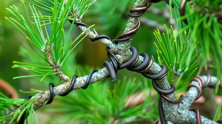 Photo de ligature sur un pin