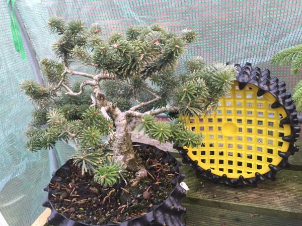 Un bonsaï dans un pot jaune