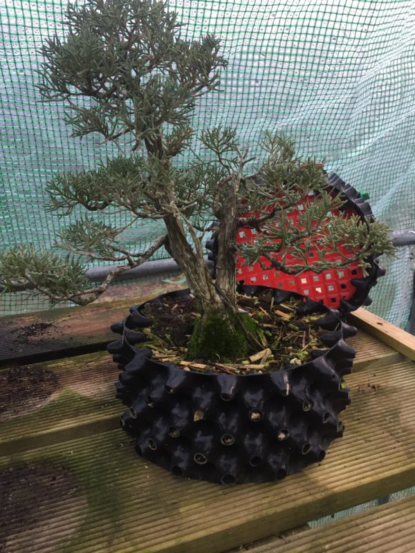 Un bonsaï dans un pot rouge