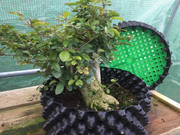 Un bonsaï dans un pot vert