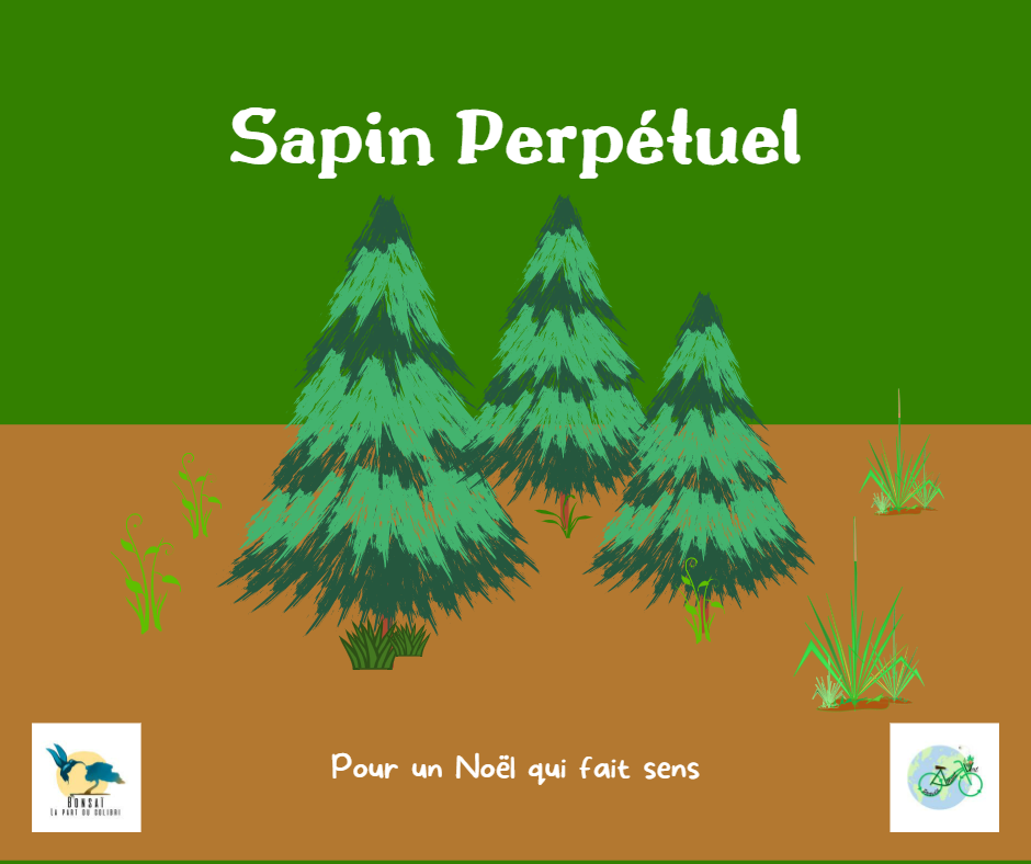 Vignette pour le projet "Sapin Perpétuel"