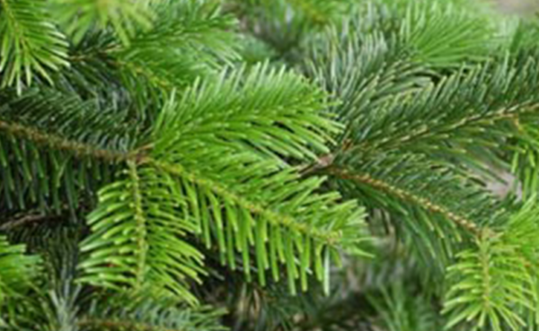 Branche Nordmann