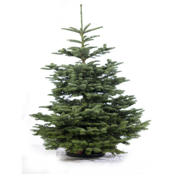Photo d'un Sapin Noble