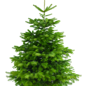 Sapin Nordmann